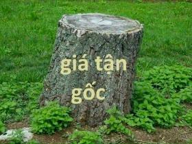 CHÀO BÁN LÔ F0 XÃ GIA MINH - THỦY NGUYÊN - HẢI PHÒNG